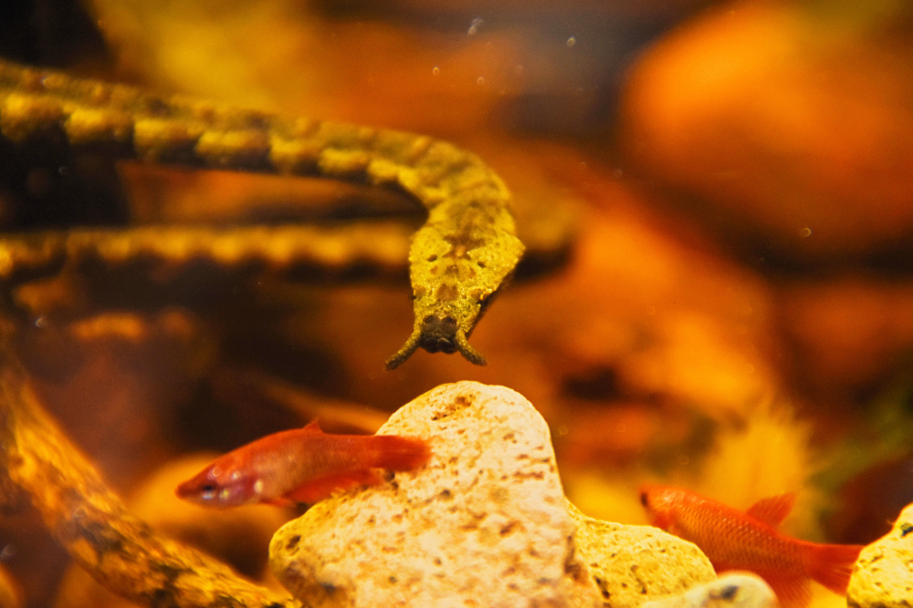 a snake with two appendages near its nose looks on at some fish